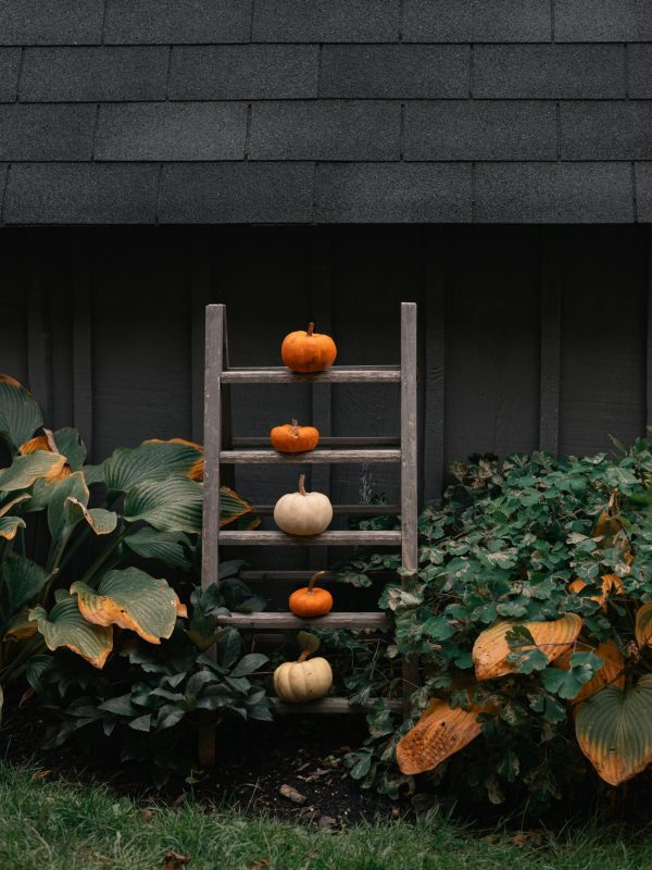 pexels-kovyrina-34473294 pexels-kovyrina-34473294